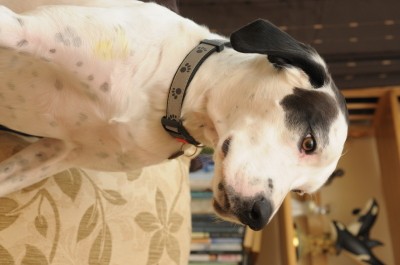 RE: Angel (German Shorthaired Pointer/Dalmation)