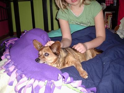RE: Dachshund/Pomeranian Mix Photos