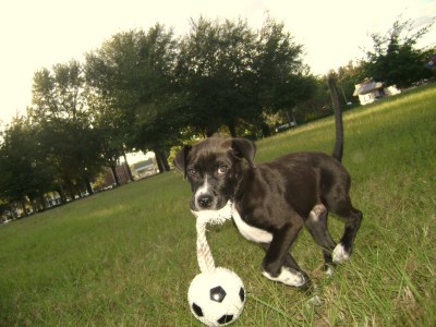 RE: What Breed Is My Dog? (Pit Bull Mix)
