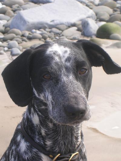 RE: Angel (German Short-haired Pointer/Dalmatian)