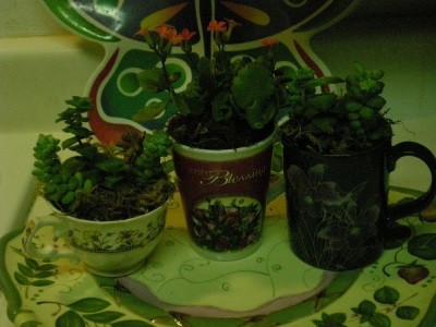 RE: Teacup Planters
