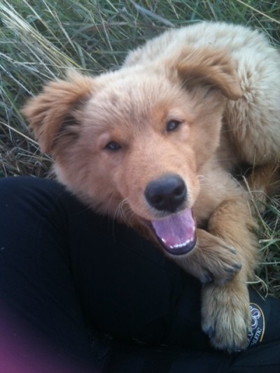 RE: Golden Retriever Chow Mix Puppy