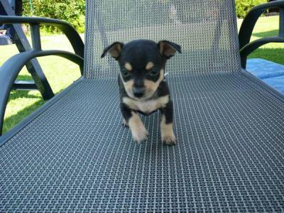 RE: Miniature Pincher / Chihuahua Mix