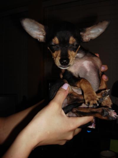 RE: Miniature Pincher / Chihuahua Mix