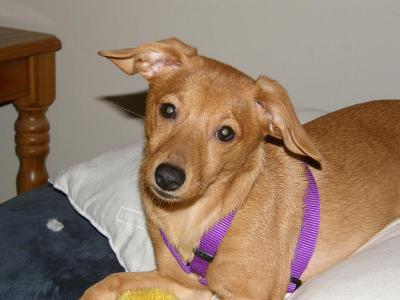 Dachshund/Pomeranian Mix Photos