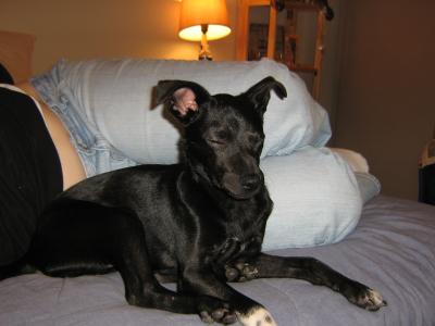 RE: Miniature Pincher / Chihuahua Mix