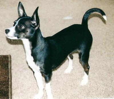 RE: Miniature Pincher / Chihuahua Mix