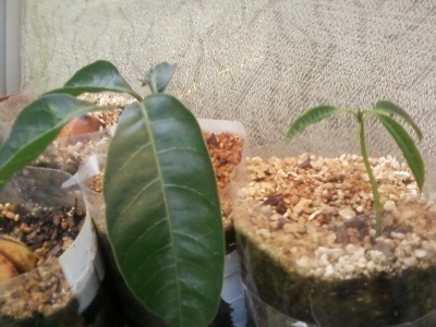 RE: Growing a Mango Tree