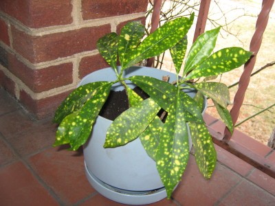 RE: What Is This Plant?