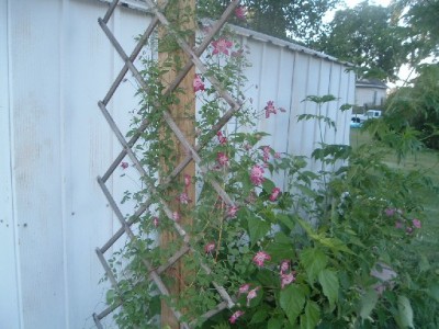 RE: Building a Garden Arbor Inexpensively