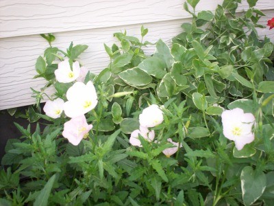 RE: What is This Plant?