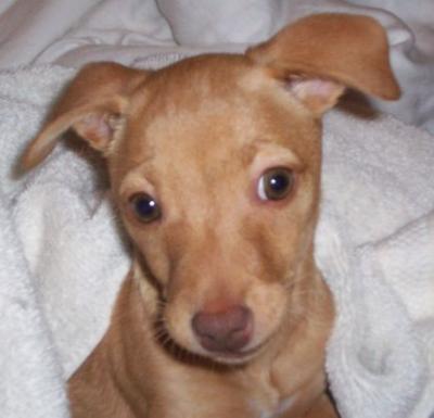 RE: Miniature Pincher / Chihuahua Mix