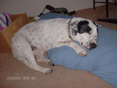 RE: Angel (German Short-haired Pointer/Dalmatian)