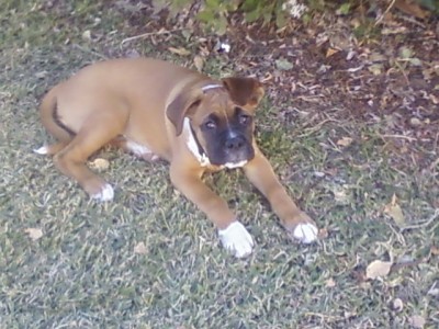 RE: Advice for a Puppy With Parvo