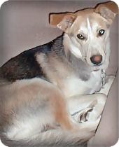 RE: What Breed Is My Dog? (German Shepherd mix)