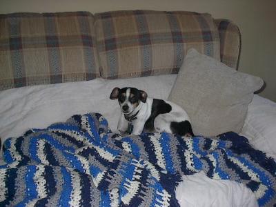 RE: Toby (Jack Russell Terrier/Rat Terrier)