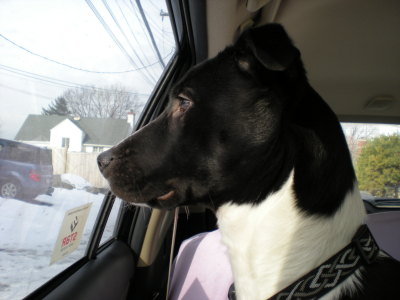 RE: What Breed Is My Dog? (Pit Bull Mix)