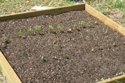 RE: Starting a Vegetable Garden
