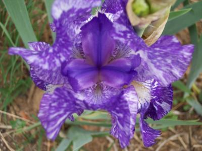 RE: Taking Garden Photographs