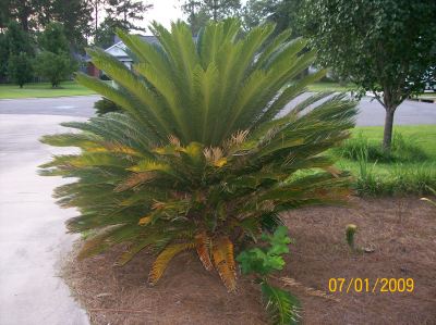 Homemade Organic Fertilizer on Had 2 Sago Palms For 12 Years And I Ve Never Put A Drop Of Fertilizer