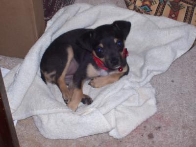 RE: Miniature Pincher / Chihuahua Mix