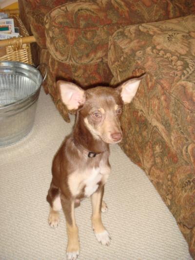RE: Miniature Pincher / Chihuahua Mix