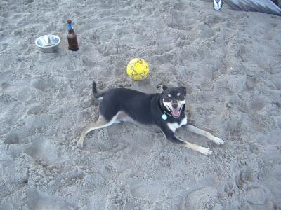 RE: Miniature Pincher / Chihuahua Mix