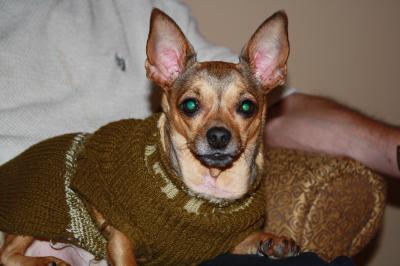 RE: In Memory of Maggie (Dog)