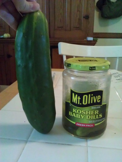 RE: Growing Cucumbers