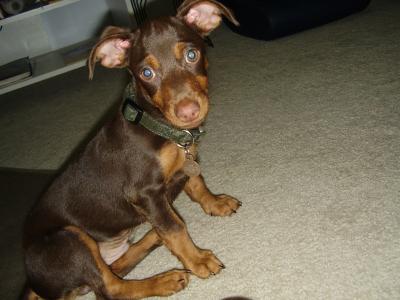 RE: Miniature Pincher / Chihuahua Mix