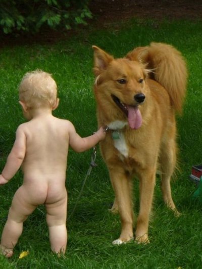 RE: Golden Retriever Chow Mix Puppy