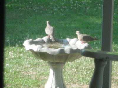 RE: Keep Birdbath Clean