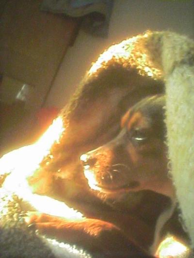 RE: Miniature Pincher / Chihuahua Mix