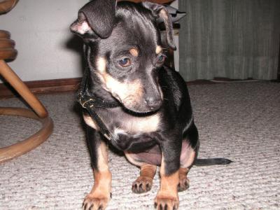 RE: Miniature Pincher / Chihuahua Mix