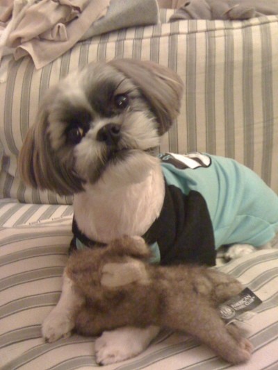 RE: Information About Shih Tzu Dogs