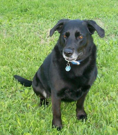 lab and rottweiler