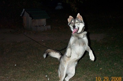 RE: Is My Dog A Husky?
