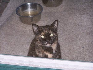 RE: Splotches (Cat)