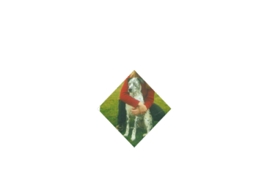 RE: Angel (German Shorthaired Pointer/Dalmation)