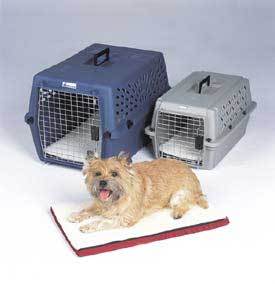 RE: Previously House Trained Dog Pooping in the House