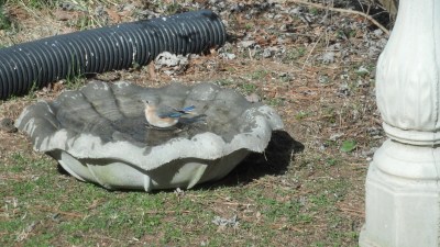 RE: Keep Birdbath Clean