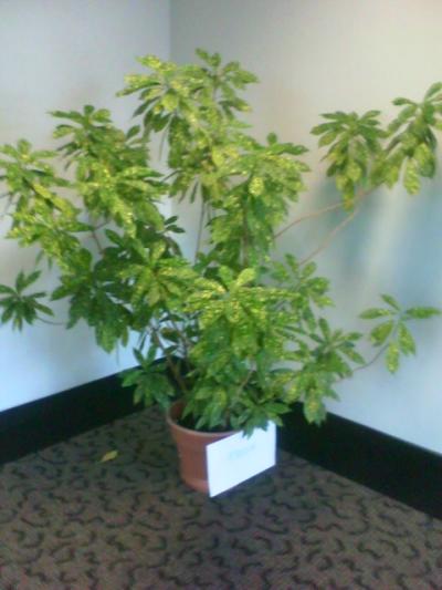 RE: What Is This Plant?