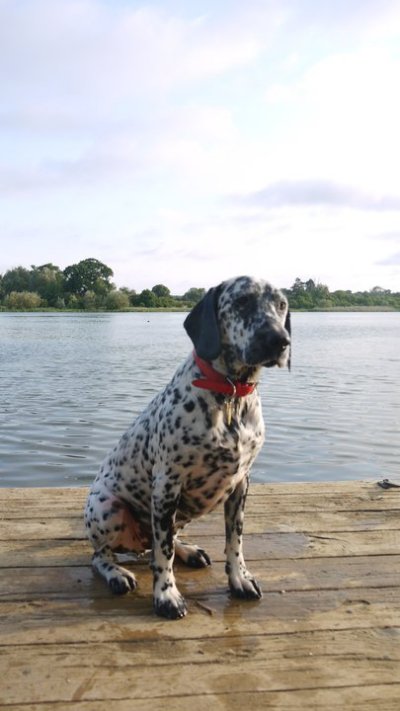 RE: Angel (German Shorthaired Pointer/Dalmation)