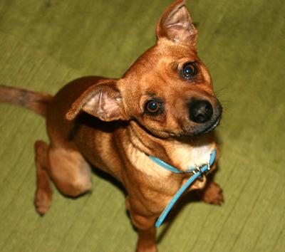 Another Miniature Pincher / Chihuahua Mix