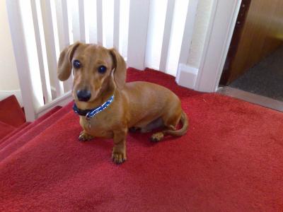 RE: Sasha (Mini Dachshund)