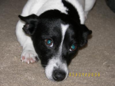 RE: Toby (Jack Russell Terrier/Rat Terrier)