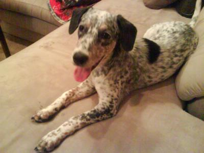 RE: Angel (German Shorthaired Pointer/Dalmation)