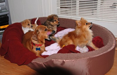 RE: Dachshund/Pomeranian Mix Photos