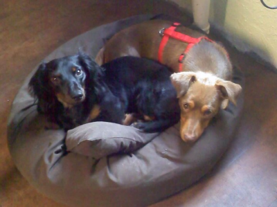 RE: What are the Differences Between Standard and Miniature Dachshunds?