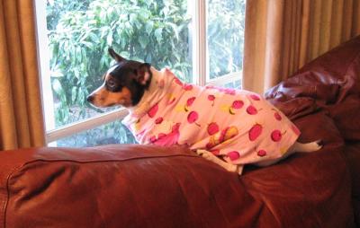 RE: In Memory of Kasha (Dachshund)